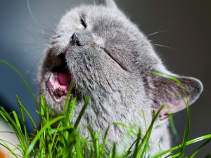 Una hermosa gatita bostezando