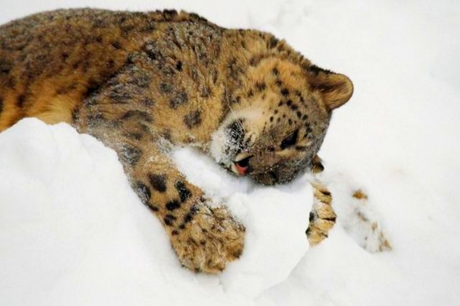 Leopardo tumbado en la nieve