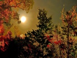 Noche de otoño en el bosque