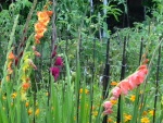 Hermosos y coloridos gladiolos en el jardín