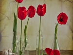 Tulipanes rojos en botellas de vidrio