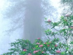 Flores y niebla en el bosque