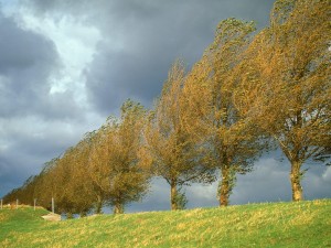 Árboles azotados por el fuerte viento