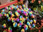 Creativas rosas multicolores
