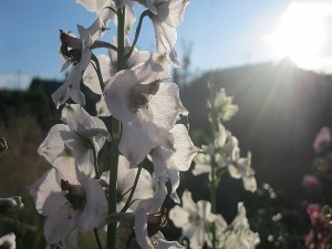 Flor espuela de caballero en una jardín iluminado por los rayos del sol
