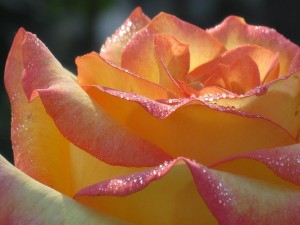 Una bella rosa con el rocío de la mañana