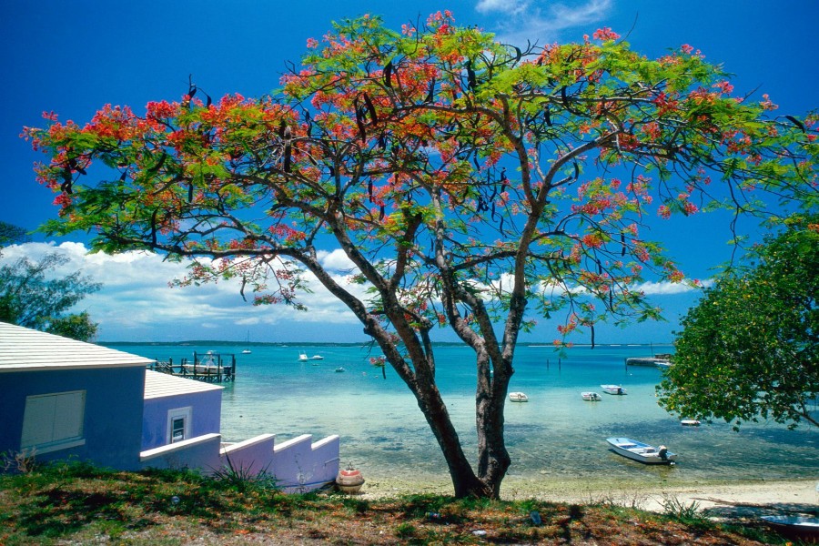 Árbol junto a una playa