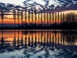 Árboles en hilera reflejados en el lago al amanecer