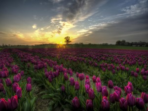 Pintoresco campo de tulipanes púrpura en Dinamarca
