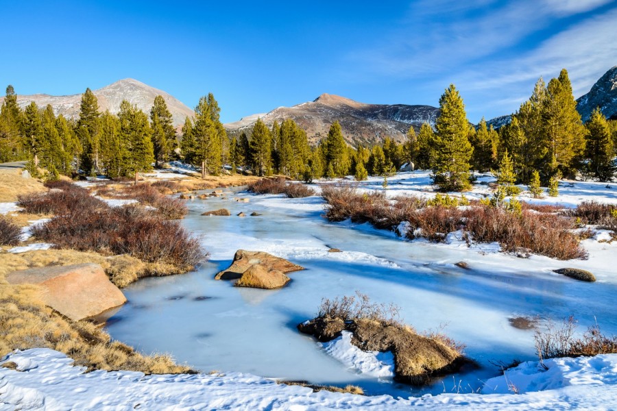 Bosque de pinos junto a un río congelado