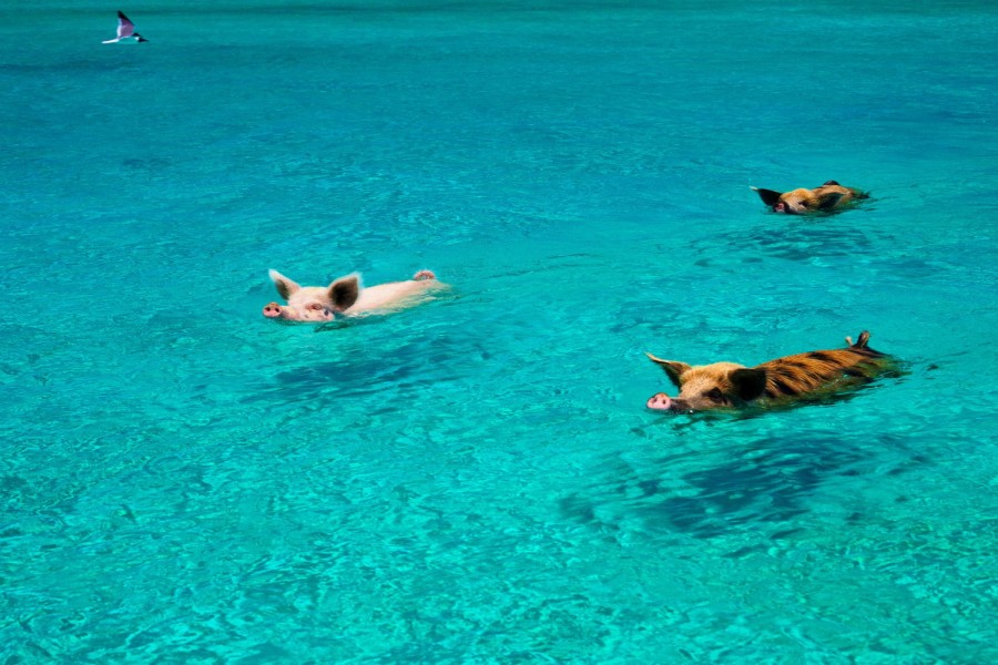 Cerdos nadando en una playa de Bahamas