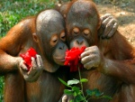 Dos orangutanes oliendo una rosa roja
