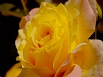 Rosa amarilla con gotitas de rocío
