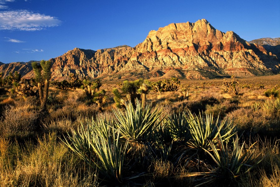 Cañón Red Rock (Nevada)