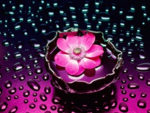 Flor rosa rodeada de agua