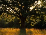 Un hermoso árbol en el campo