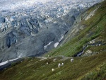 Cabras blancas en las montañas