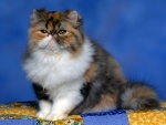 Gato persa calicó