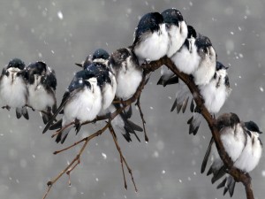 Gorriones posados ​​en una rama bajo la nieve