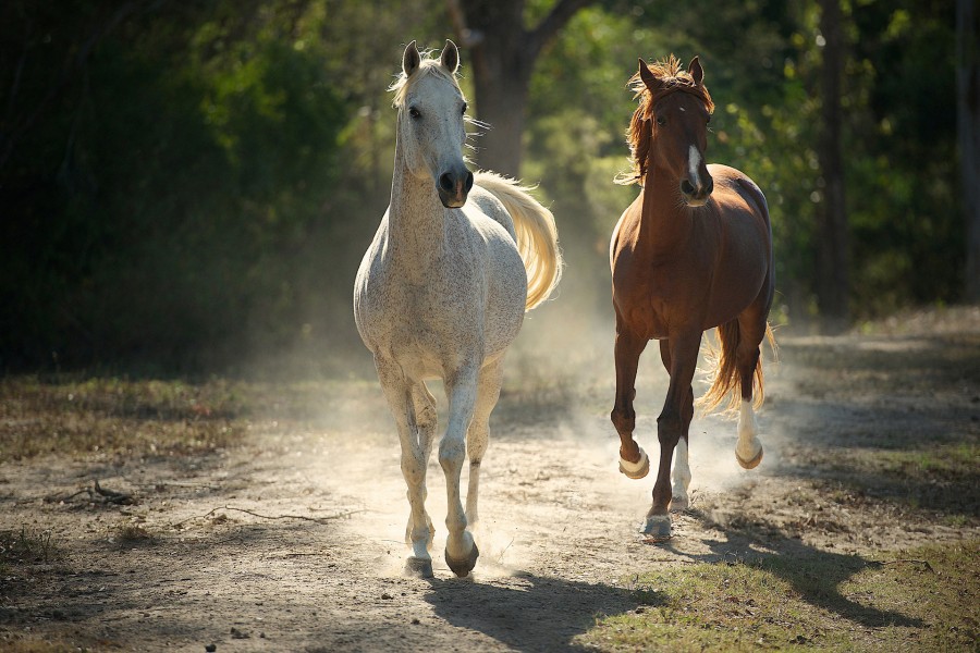 Dos bellos caballos trotando