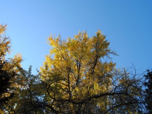 Árboles con hojas doradas en otoño