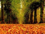 Alfombra de hojas de otoño en el parque