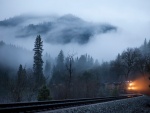Tren entre la niebla del bosque