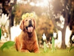 Un perro con flores en la cabeza