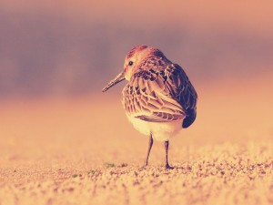 Pájaro buscando comida en la arena