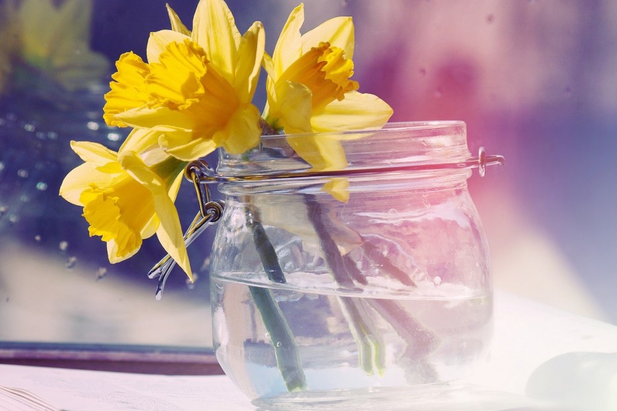 Narcisos amarillos en un bote de cristal