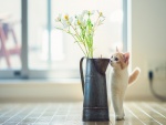 Gato observando las flores del jarrón