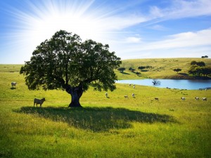 Postal: Vacas en los pastizales comiendo bajo la sombra de un frondoso árbol