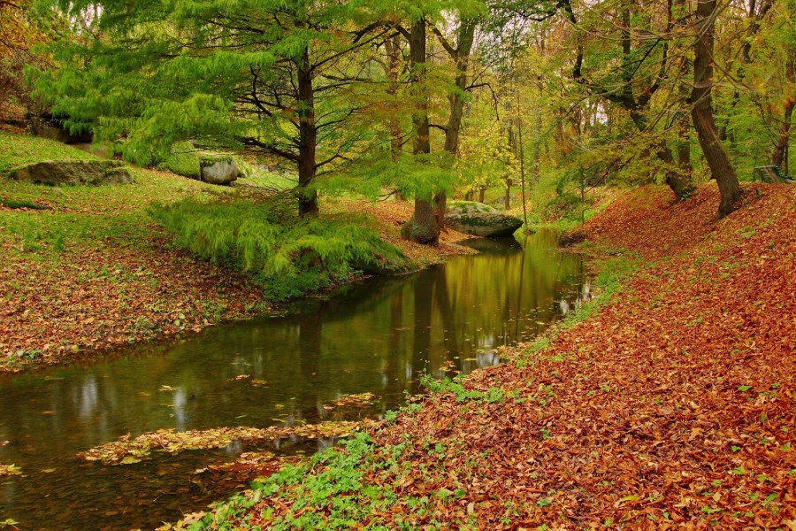 Riachuelo cruzando el bosque en otoño