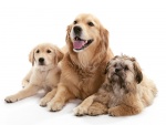 Tres bellos perros