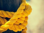 Cuerda amarilla enrollada a un tronco