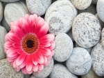 Gerbera rosa sobre unas piedras