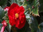 Espléndida begonia roja en la planta