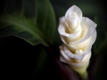 Hermosa flor de pétalos blancos