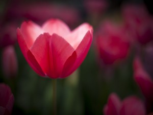Tulipán en primavera