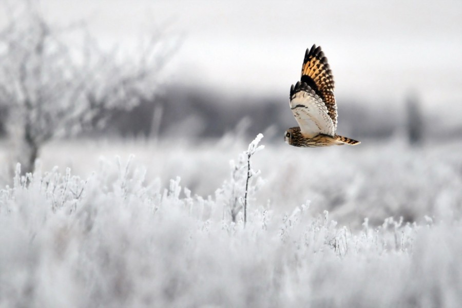 Búho volando en invierno