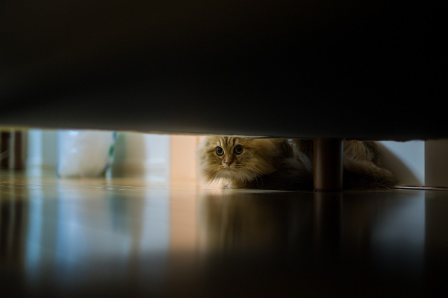 Gato buscando algo bajo la cama
