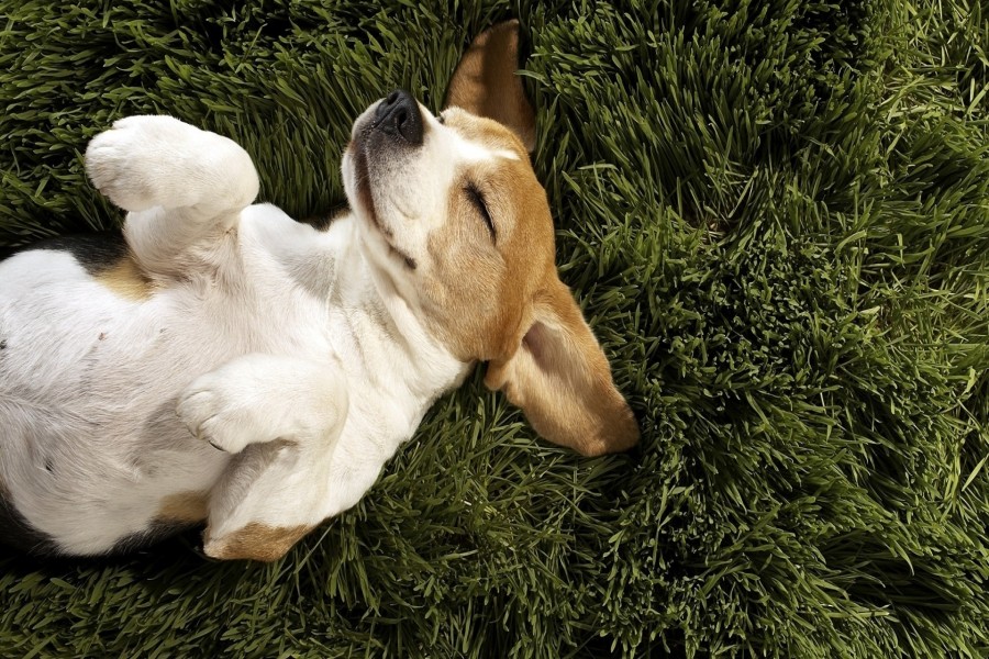 Cachorro durmiendo sobre la hierba