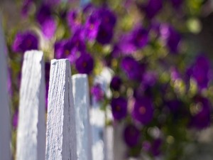 Flores púrpura junto a una valla blanca