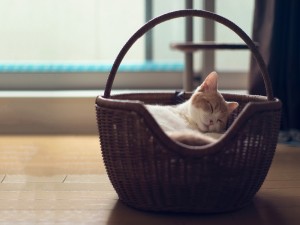 Gatito durmiendo en una cesta de mimbre