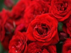 Rosas rojas