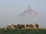Ovejas pastando junto al Monte Saint-Michel en una mañana con niebla