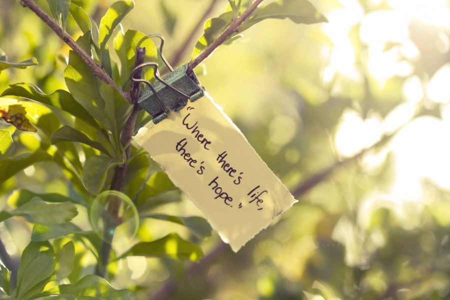 Nota colgada de una rama: "Donde hay vida, hay esperanza"