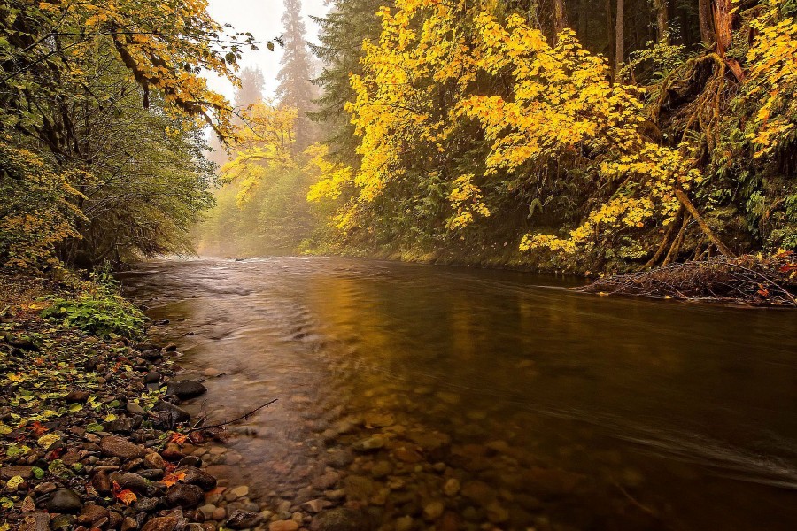 Río fluyendo en calma por el bosque