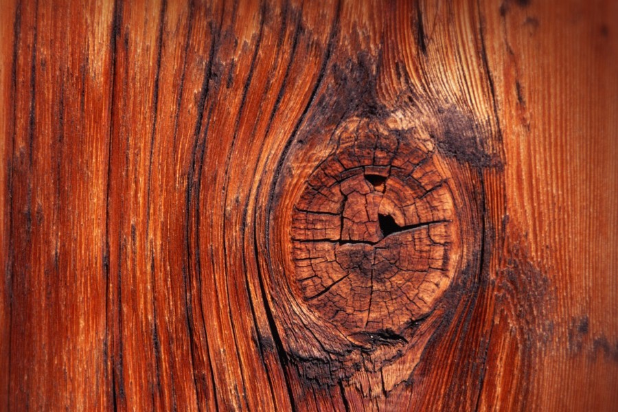 Nudo en el tronco de un árbol
