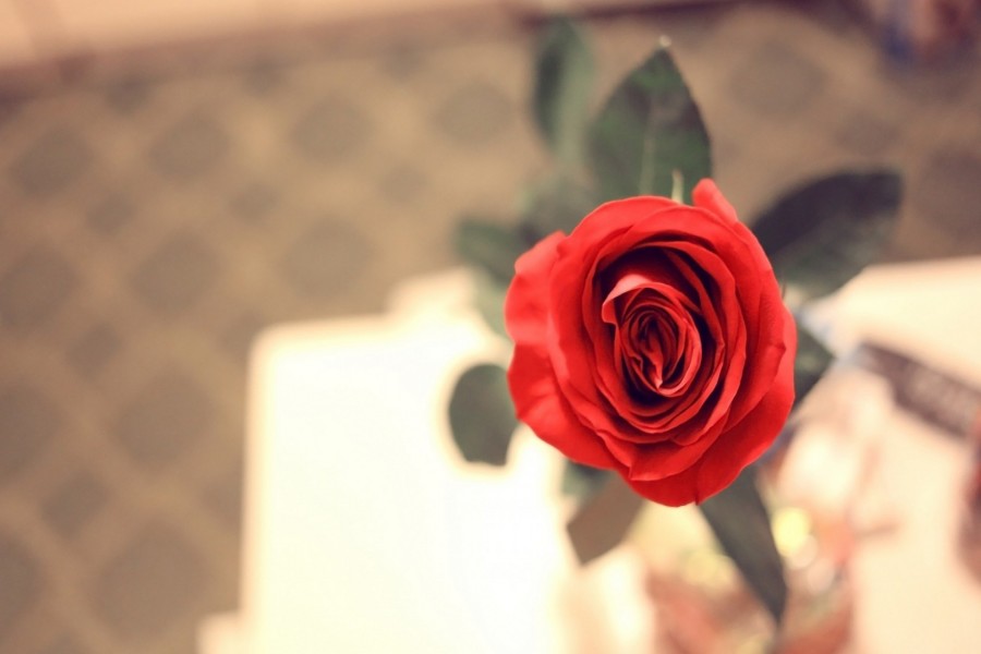 Interior de una rosa roja